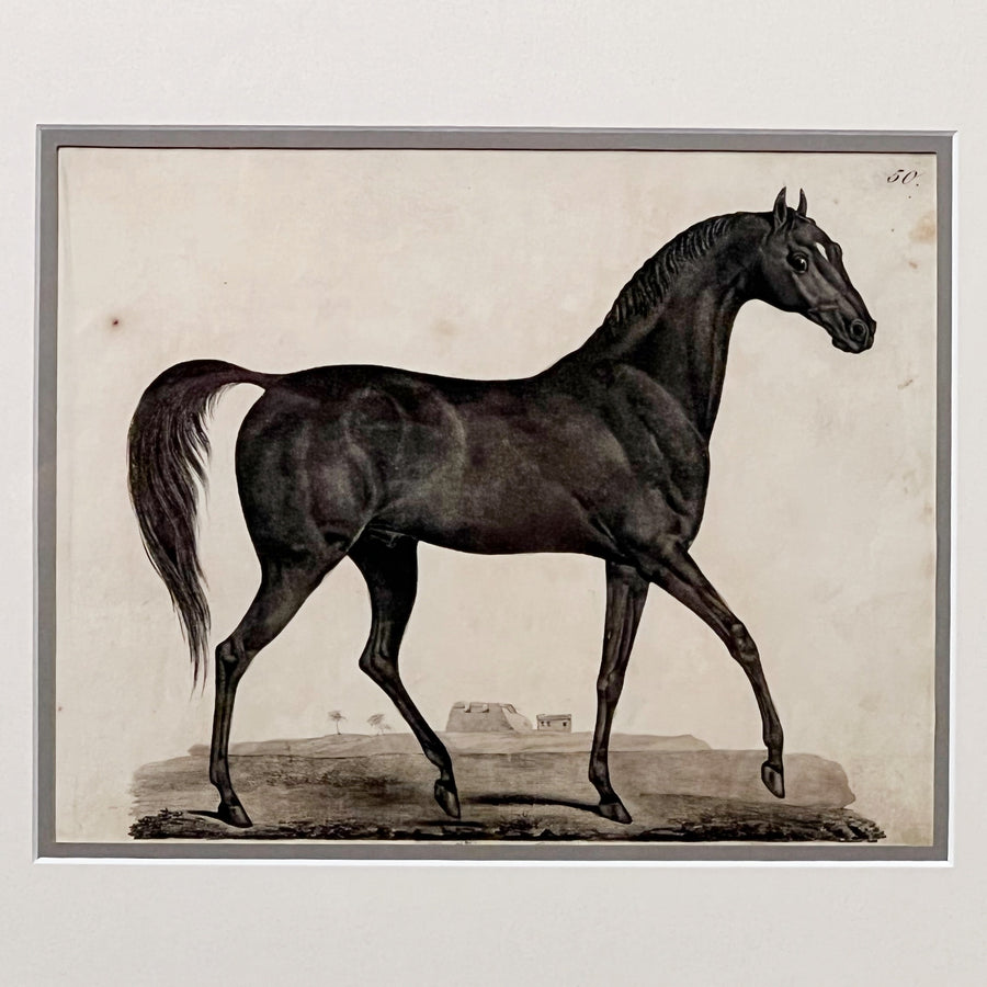 C. 1800s Animal Illustrations Framed 2