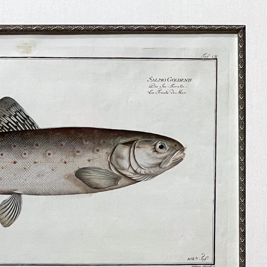 C. 1780s Fish Engraving Framed 2