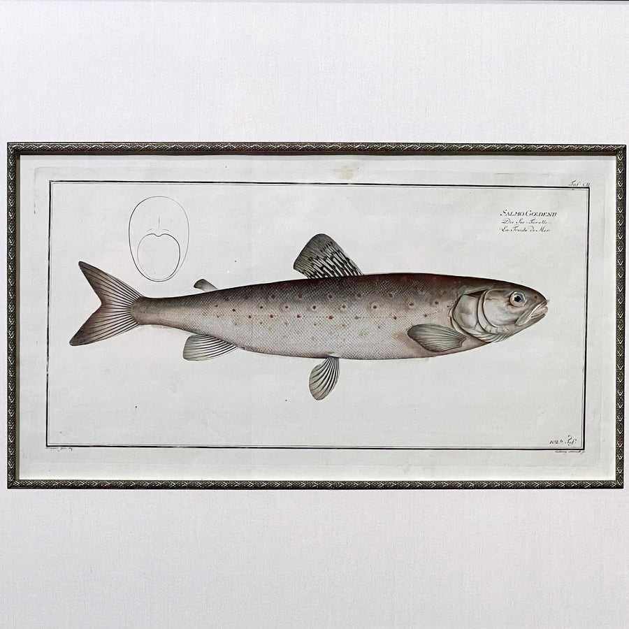 C. 1780s Fish Engraving Framed 2