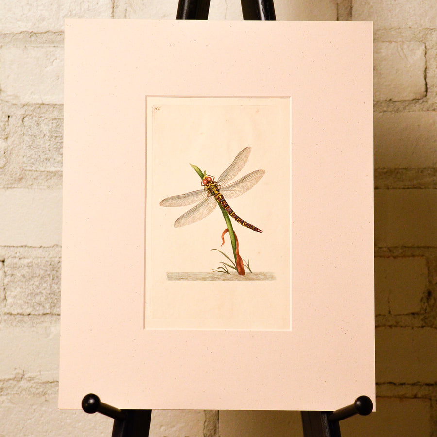 Donovan Natural History of British Insects (Matted, Second Collection)