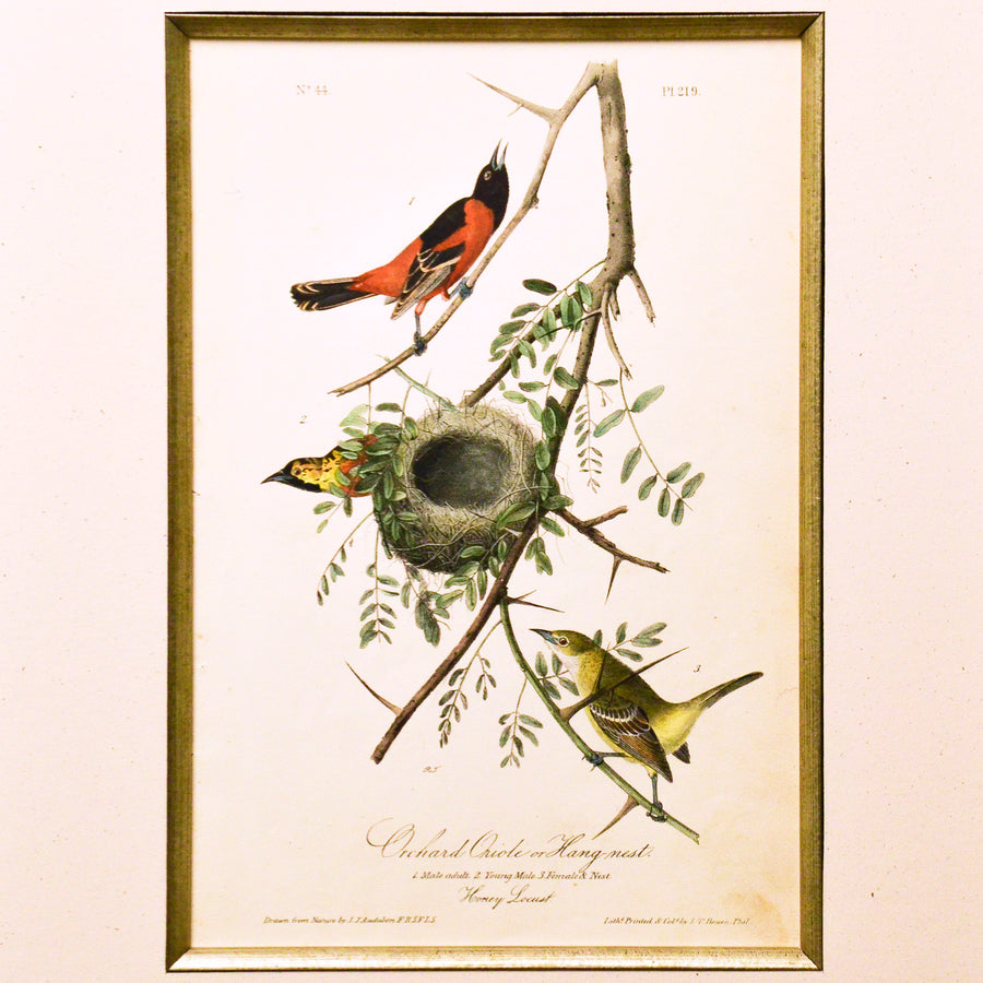 Audubon Birds of America 219 Orchard Oriole or Hang Nest