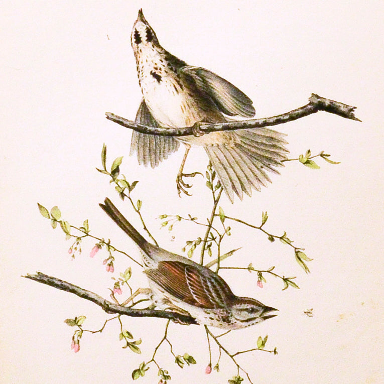 Audubon Birds of America 189 Song Finch