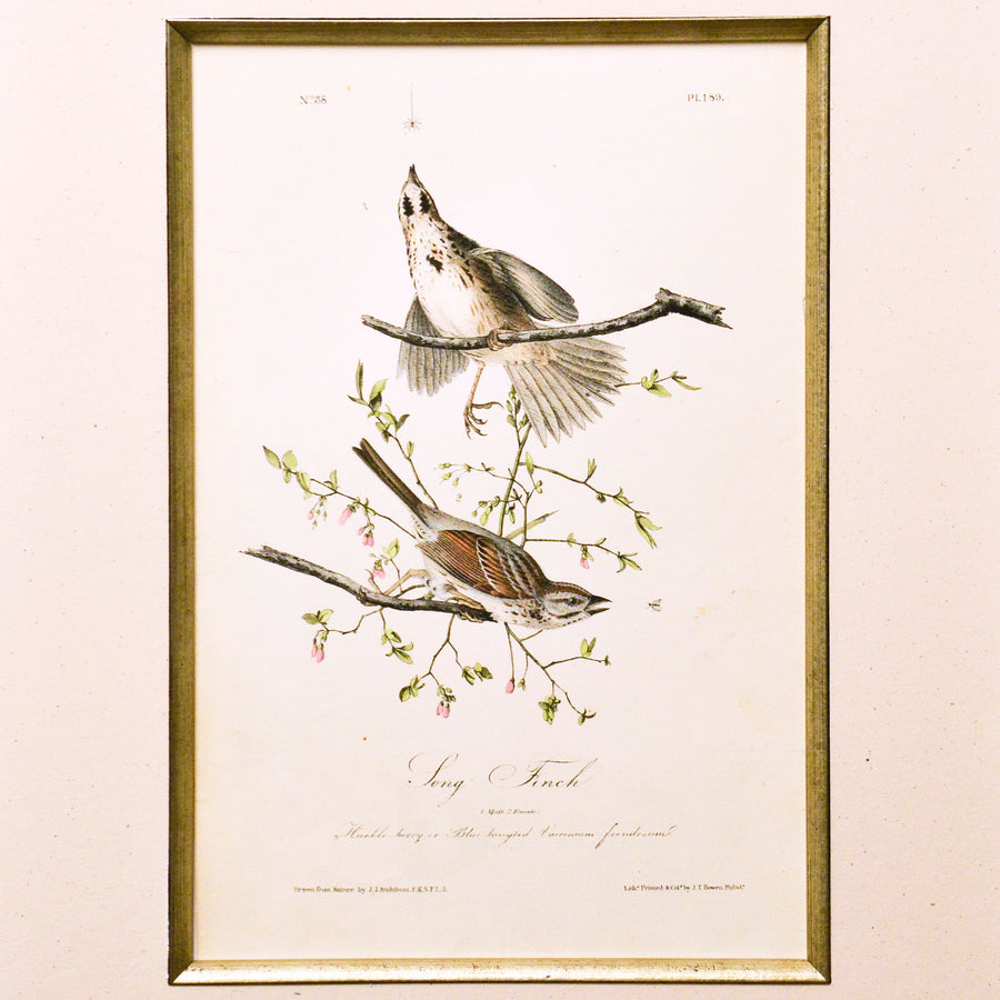 Audubon Birds of America 189 Song Finch