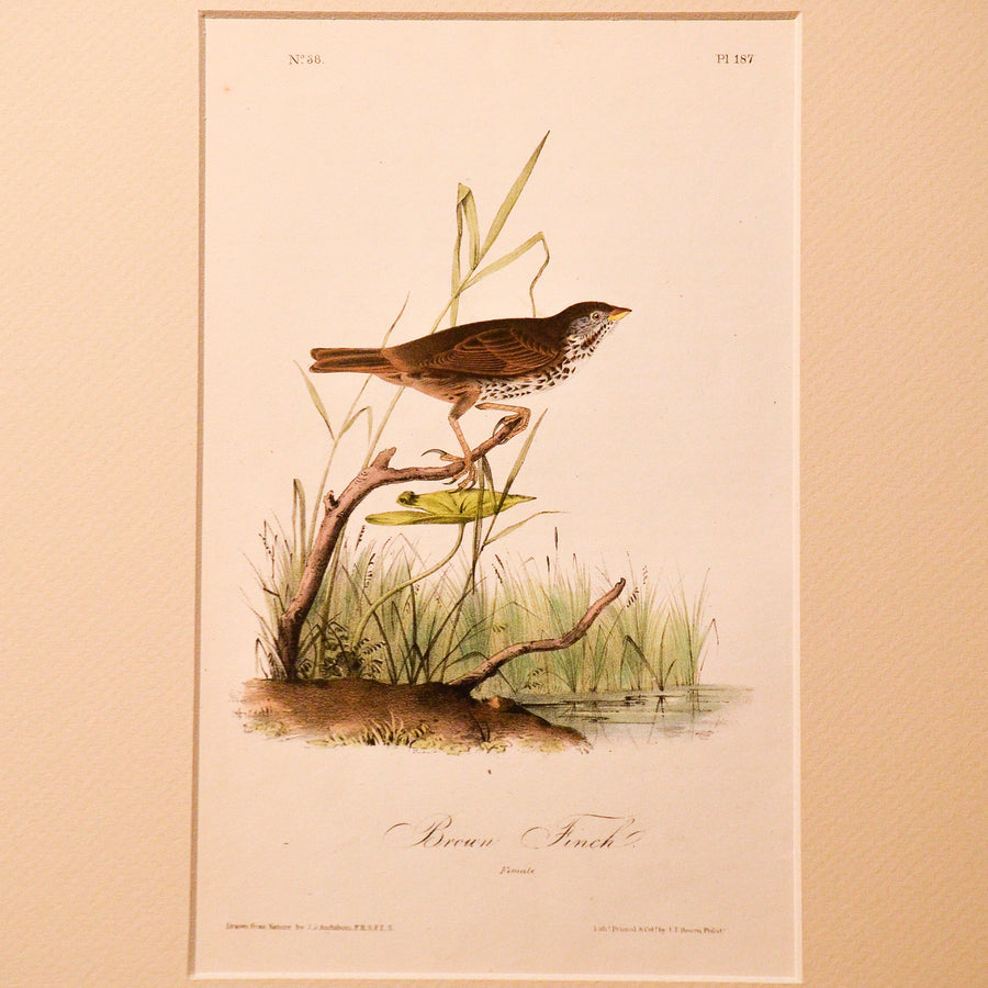 Audubon Birds of America (First Edition Octavo) Songbirds
