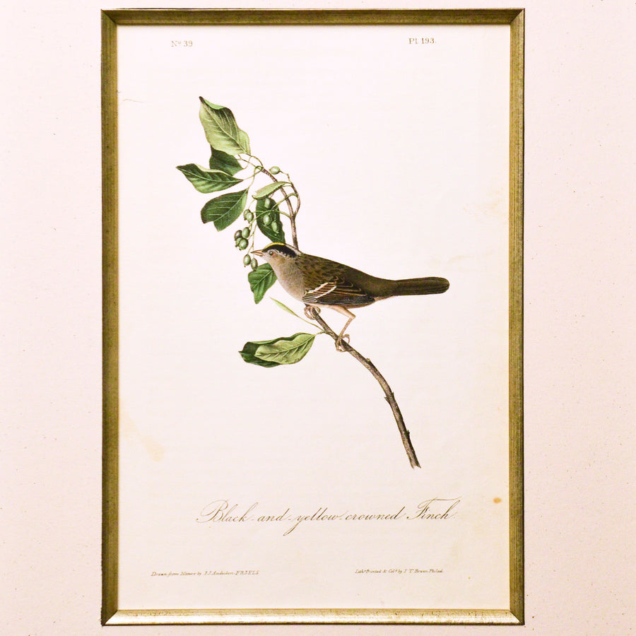 Audubon Birds of America 193 Black-and-yellow crowned Finch
