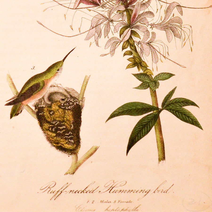 Audubon Birds of America (First Edition Octavo) Rare Birds