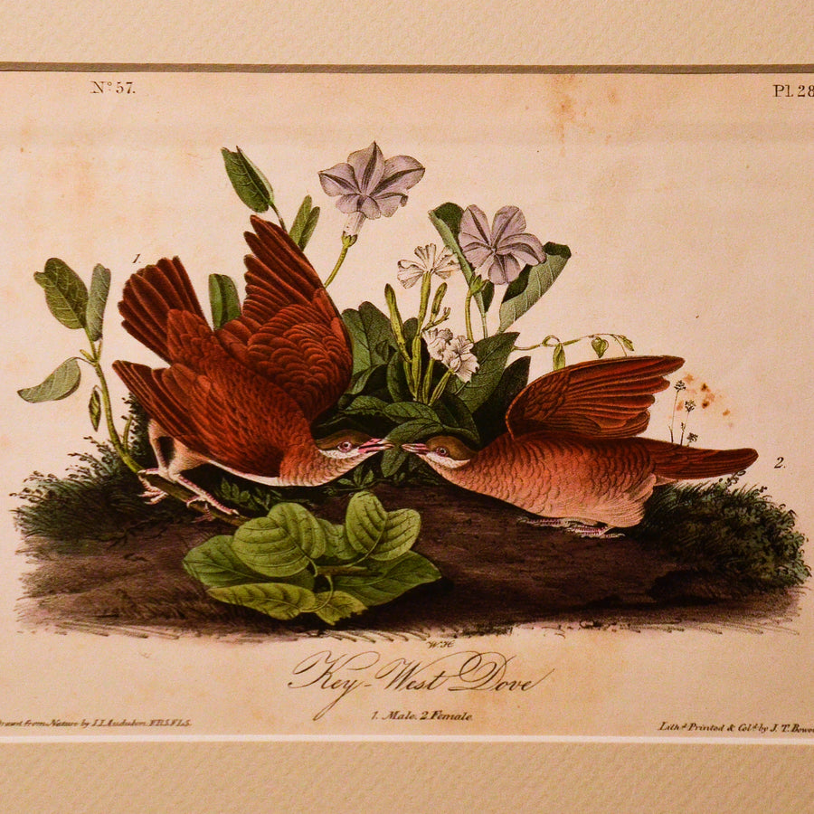 Audubon Birds of America (First Edition Octavo) Rare Birds