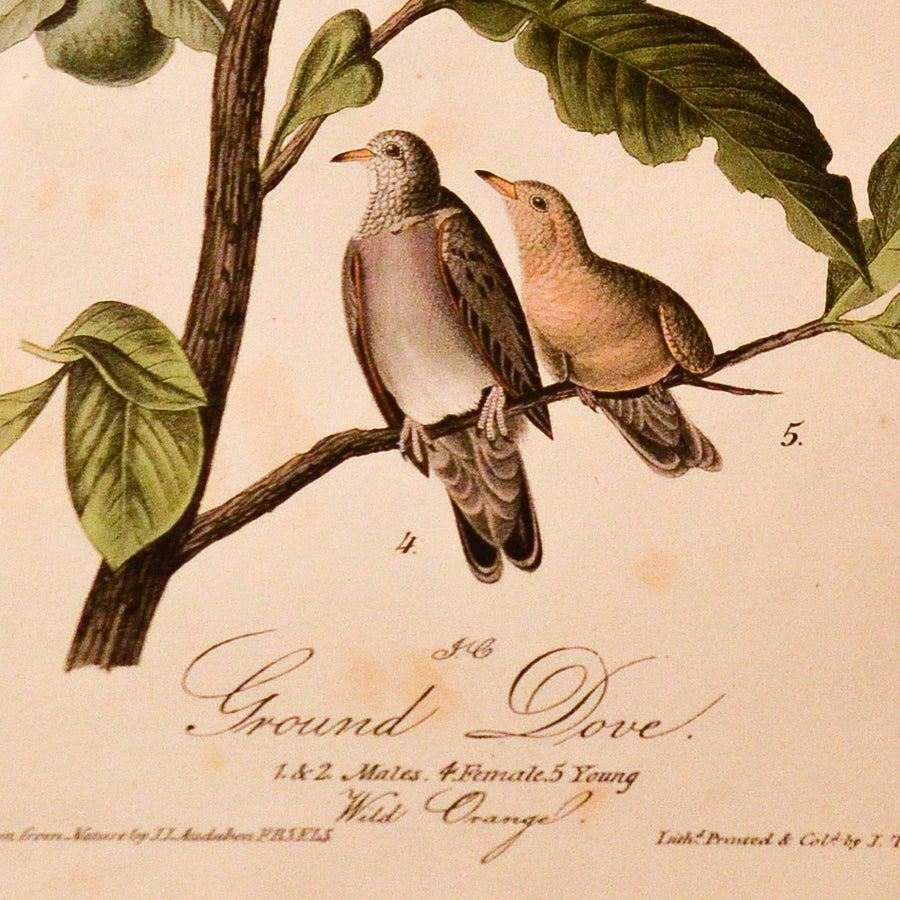 Audubon Birds of America (First Edition Octavo) Rare Birds