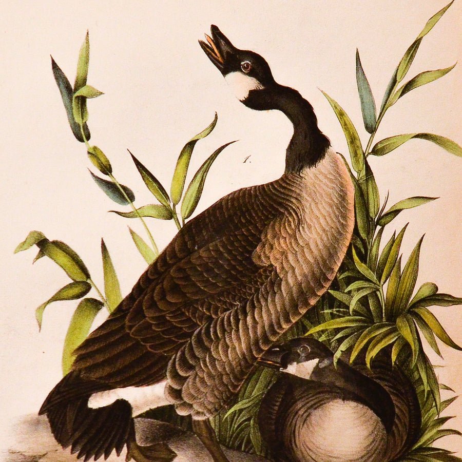 Audubon Birds of America (First Edition Octavo) Rare Birds