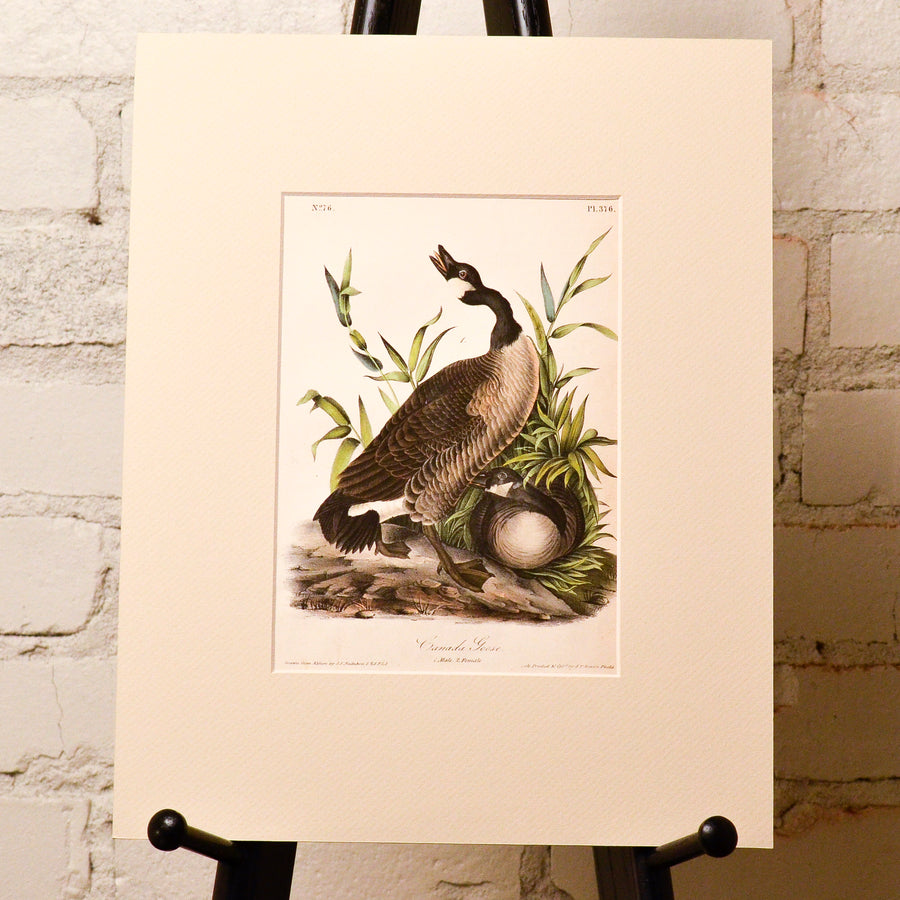 Audubon Birds of America (First Edition Octavo) Rare Birds