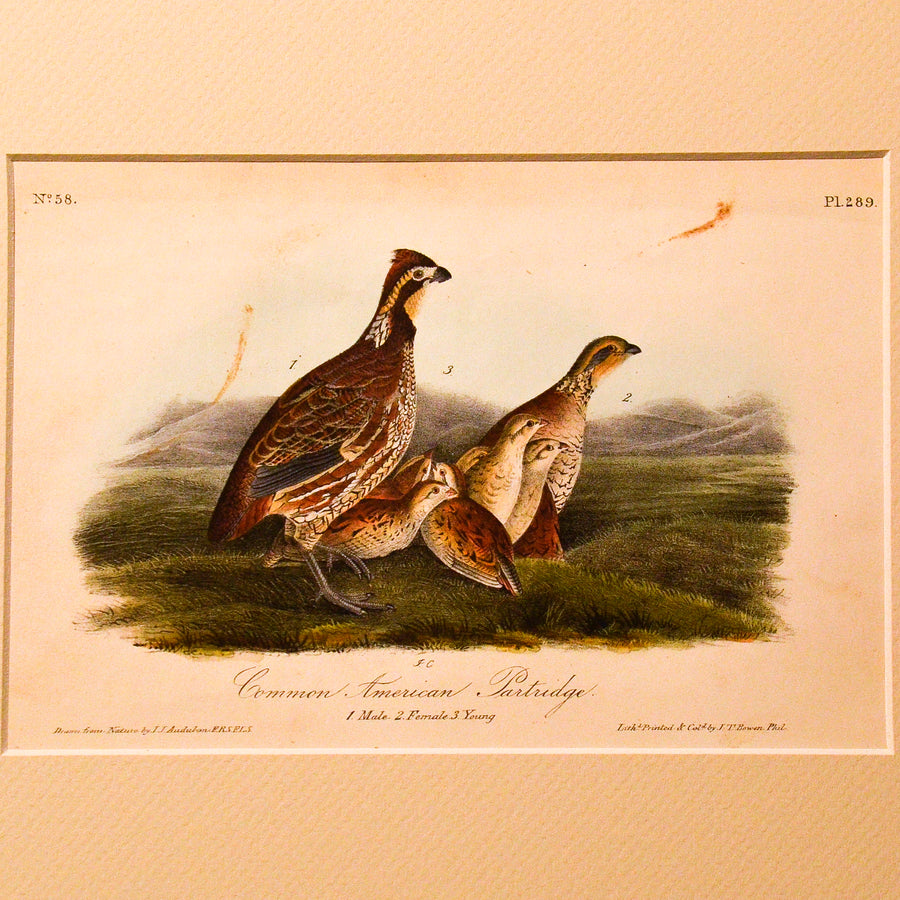 Audubon Birds of America (First Edition Octavo) Game Birds