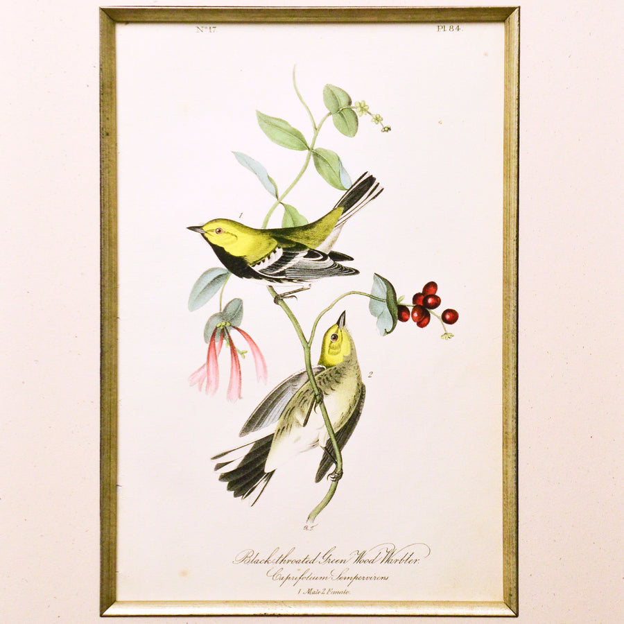 Audubon Birds of America 84 Black-throated Green Wood Warbler