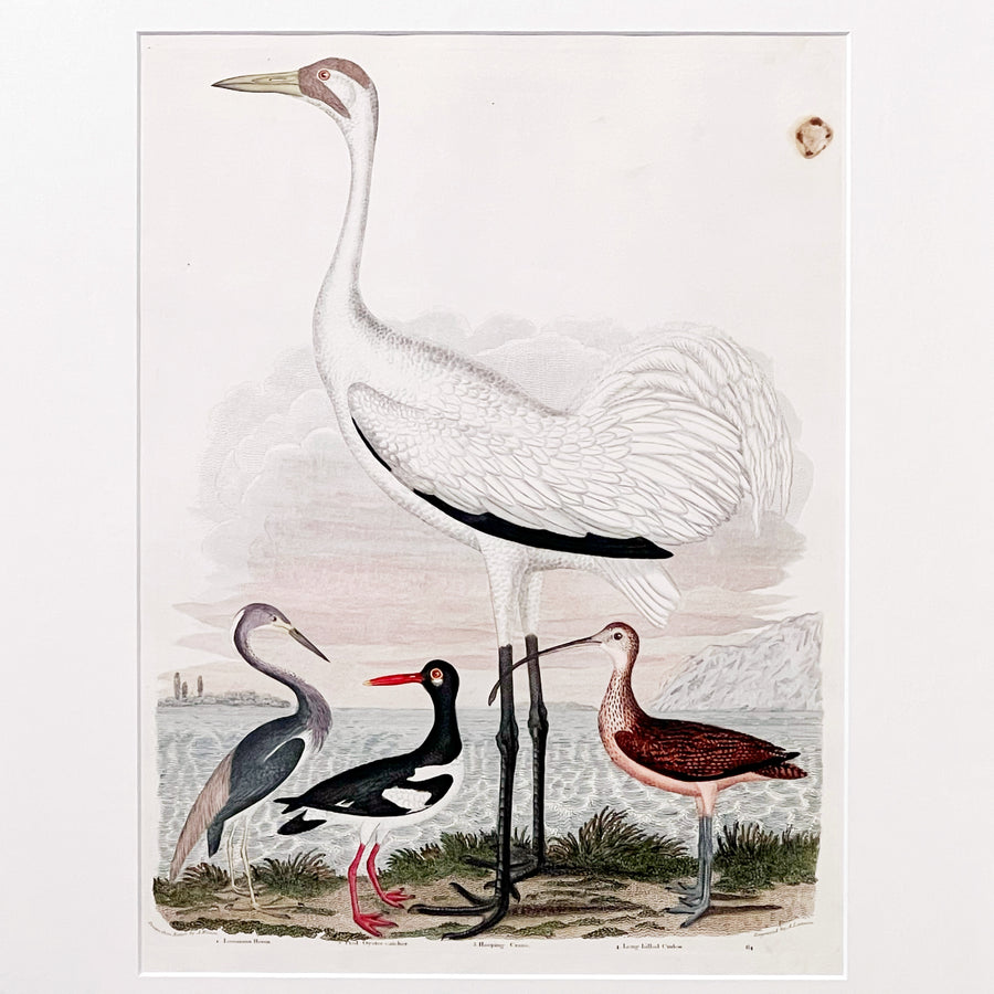 Alexander Wilson Birds of the United States 1808-1814 Framed 3