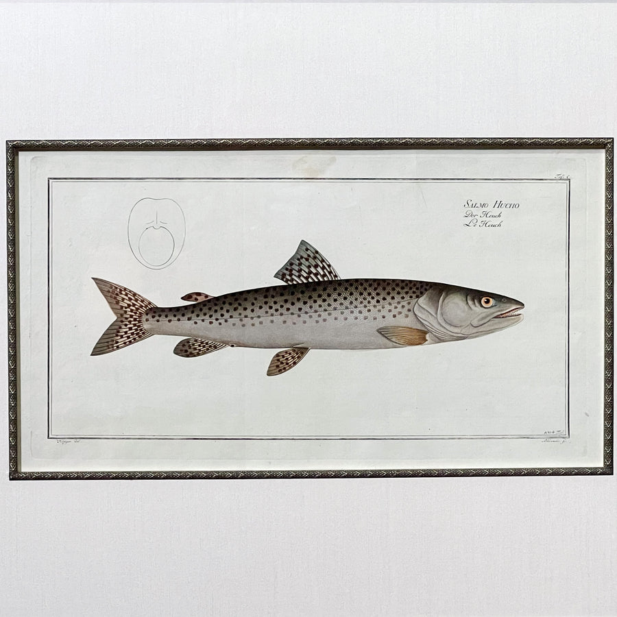 C. 1780s Fish Engraving Framed 3