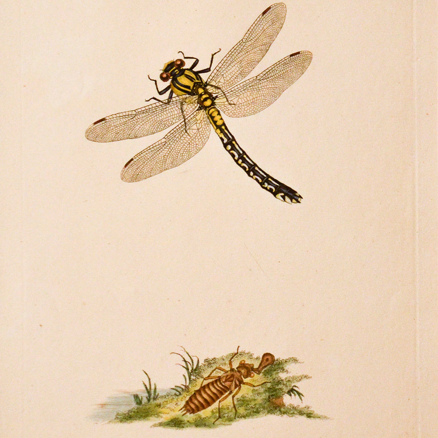 Donovan Natural History of British Insects (Matted, Second Collection)