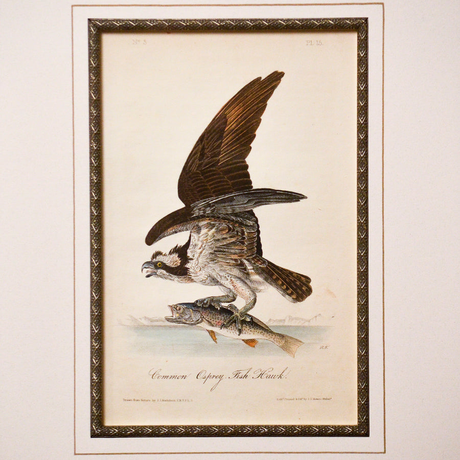 Audubon Birds of America 15 Common Osprey Fish Hawk