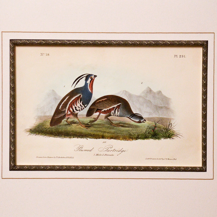 Audubon Birds of America 291 Plumed Partridge