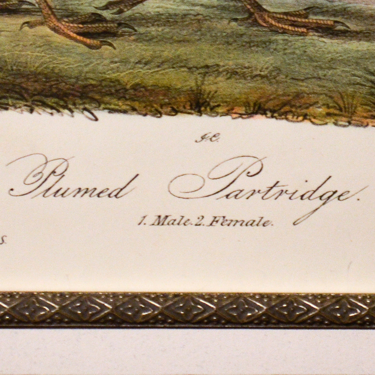 Audubon Birds of America 291 Plumed Partridge Prints Charming Soho