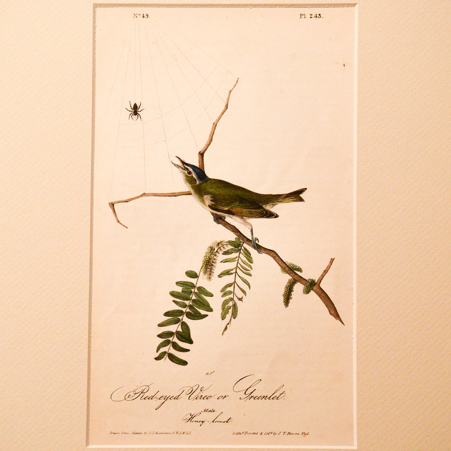 Audubon Birds of America (First Edition Octavo) Songbirds