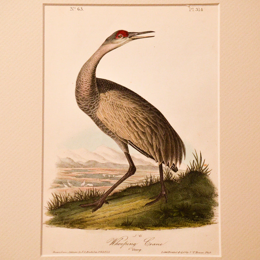 Audubon Birds of America (First Edition Octavo) Rare Birds