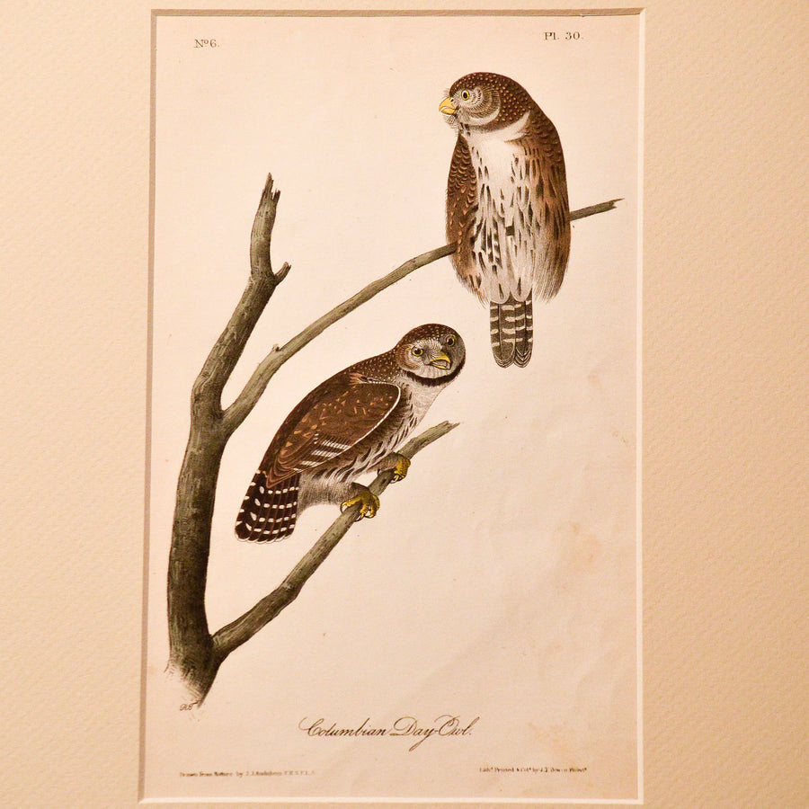 Audubon Birds of America (First Edition Octavo) Birds of Prey