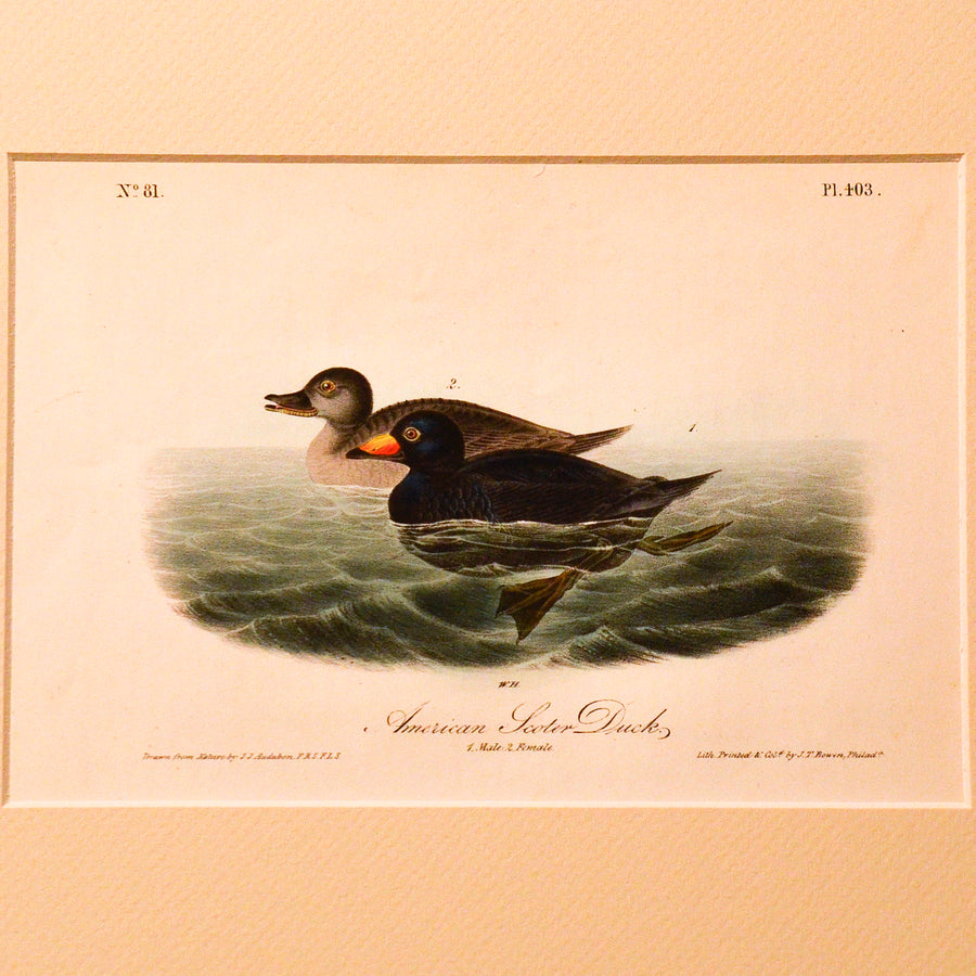 Audubon Birds of America (First Edition Octavo) Ducks