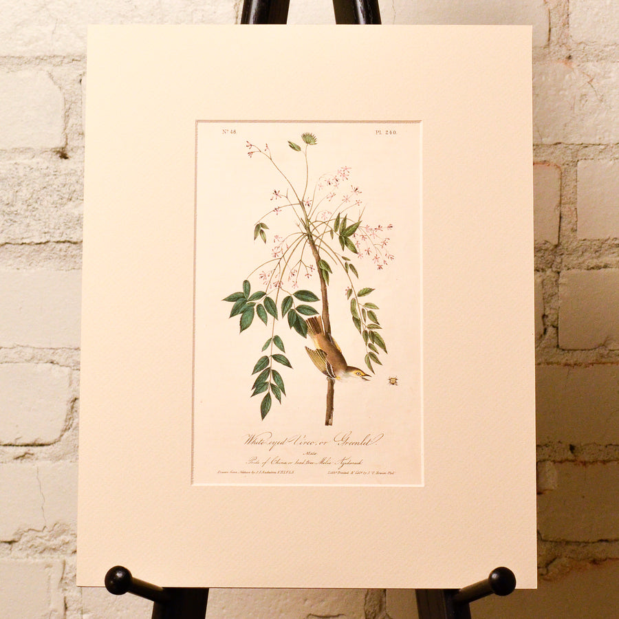 Audubon Birds of America (First Edition Octavo) Songbirds