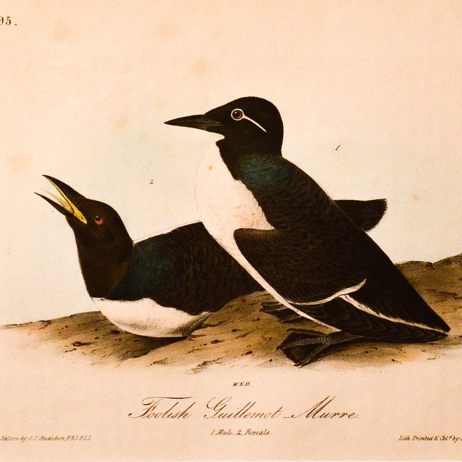 Audubon Birds of America (First Edition Octavo) Shore Birds
