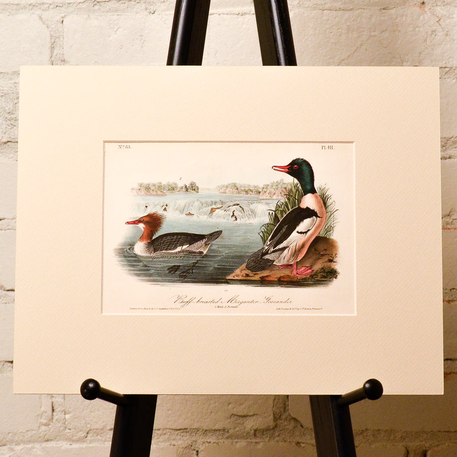 Audubon Birds of America (First Edition Octavo) Ducks