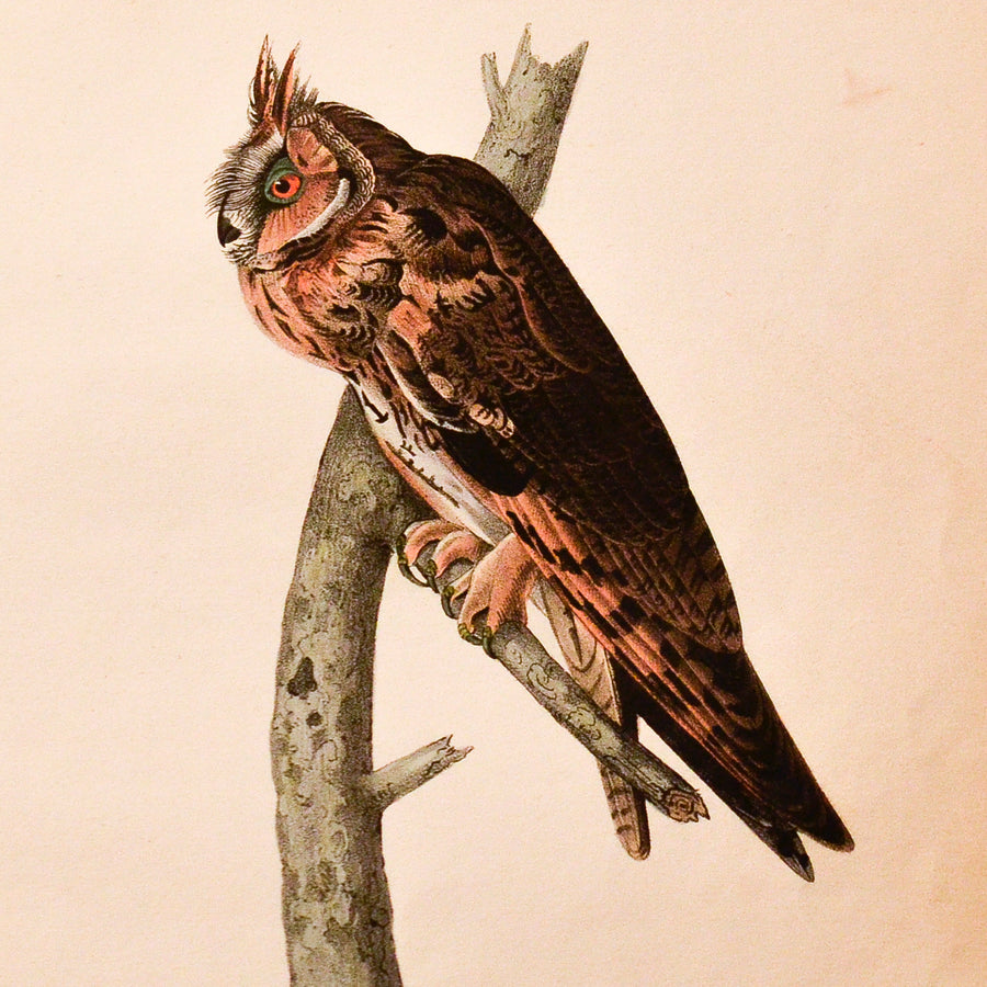 Audubon Birds of America (First Edition Octavo) Rare Birds
