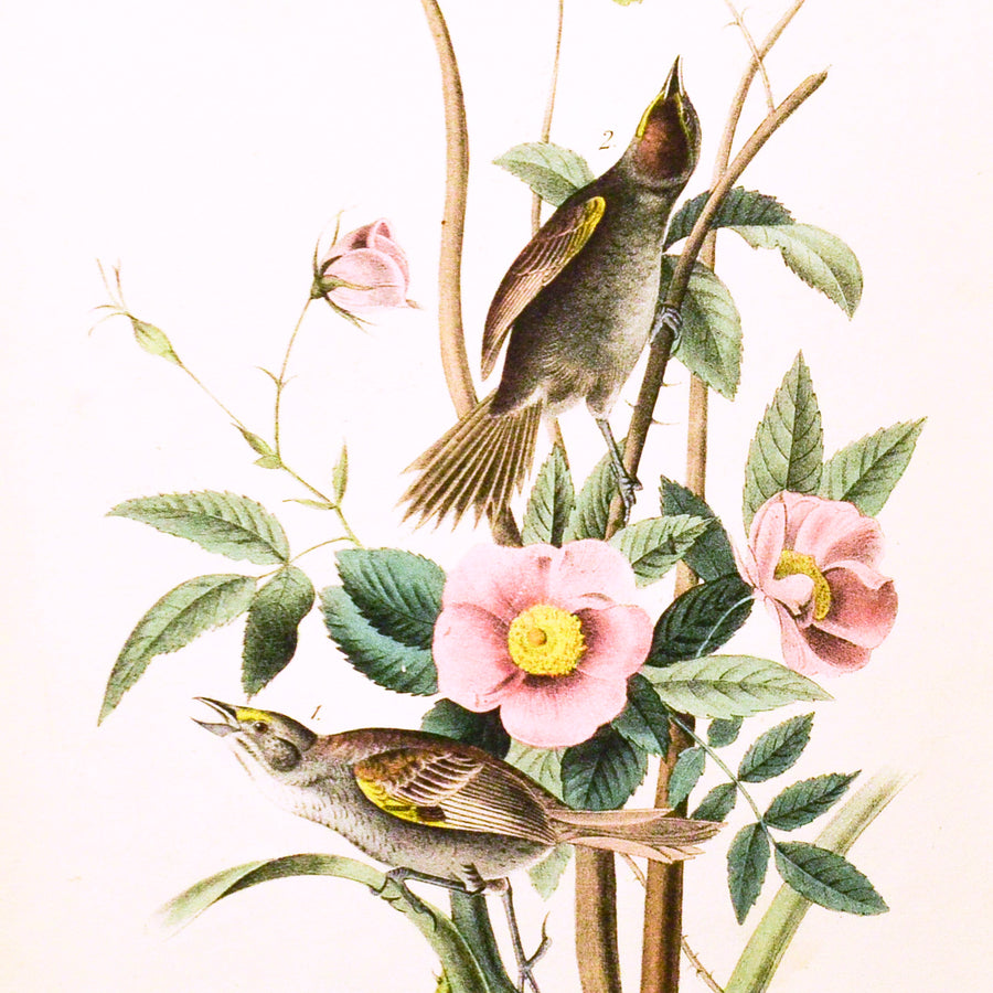Audubon Birds of America 172 Sea-side Finch