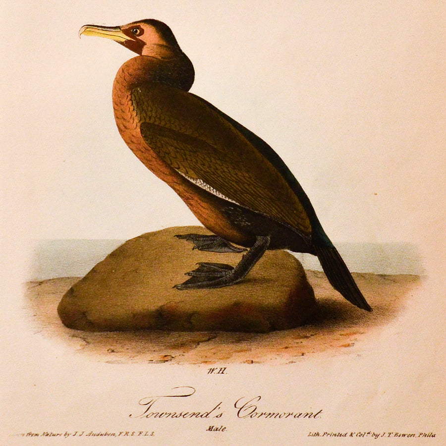 Audubon Birds of America (First Edition Octavo) Shore Birds