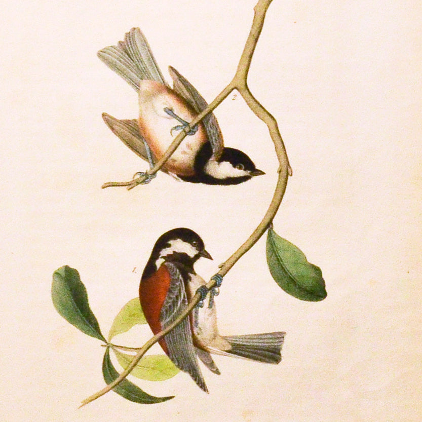 Audubon Birds of America 129 Chestnut-backed Titmouse