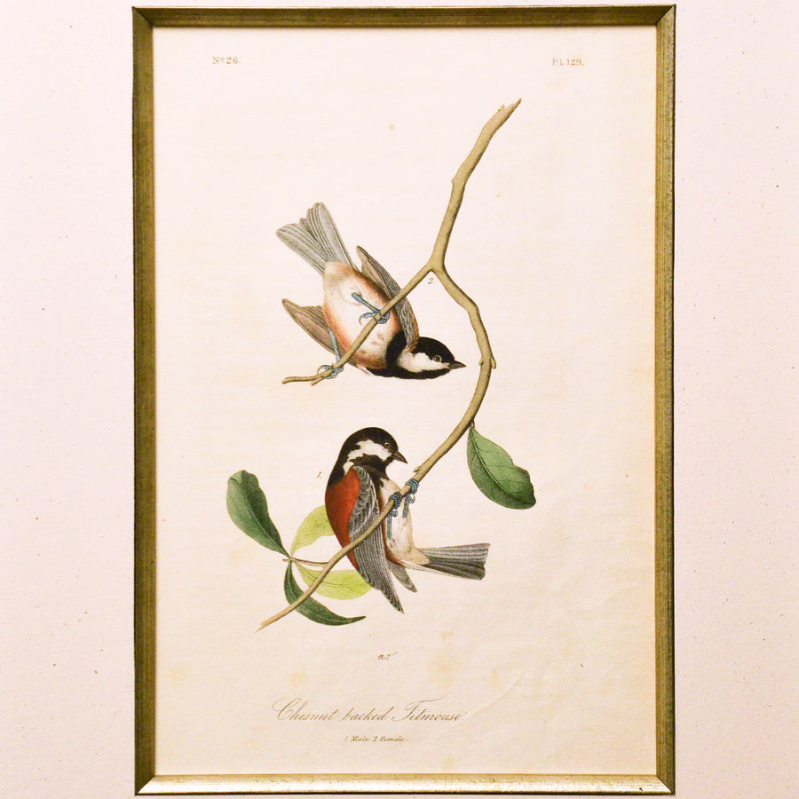Audubon Birds of America 129 Chestnut-backed Titmouse
