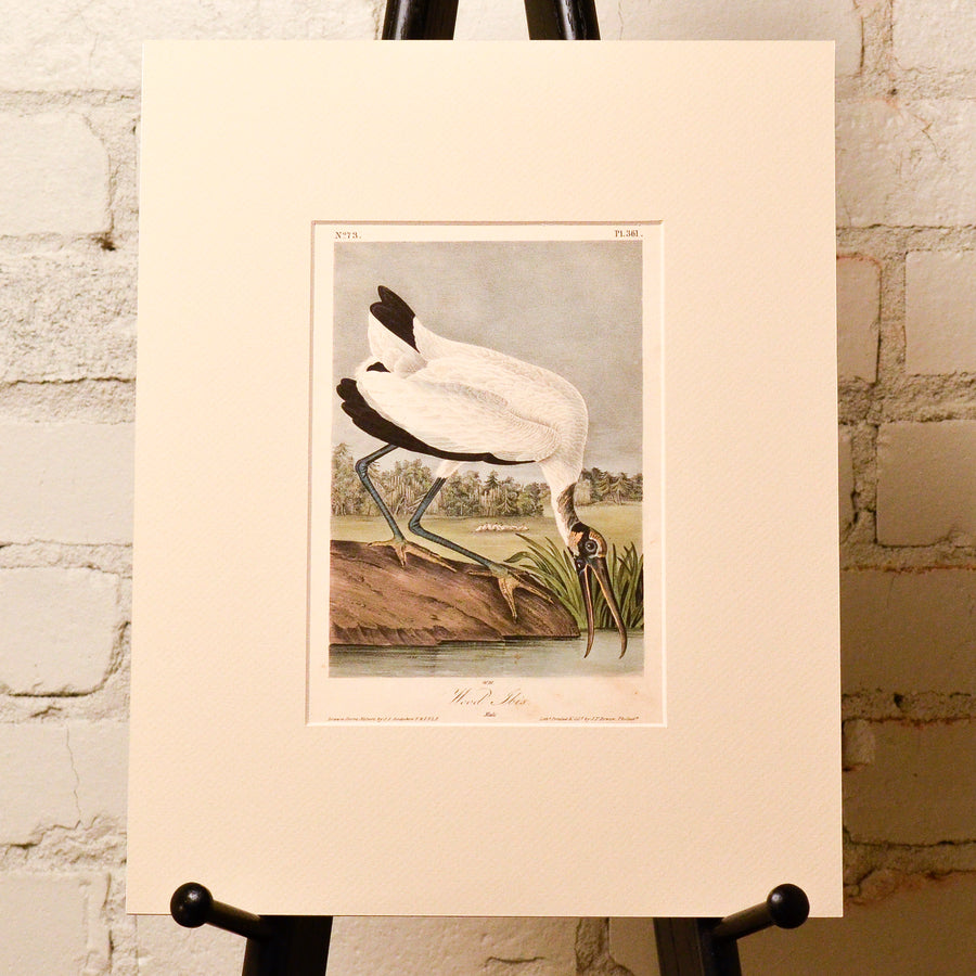 Audubon Birds of America (First Edition Octavo) Rare Birds