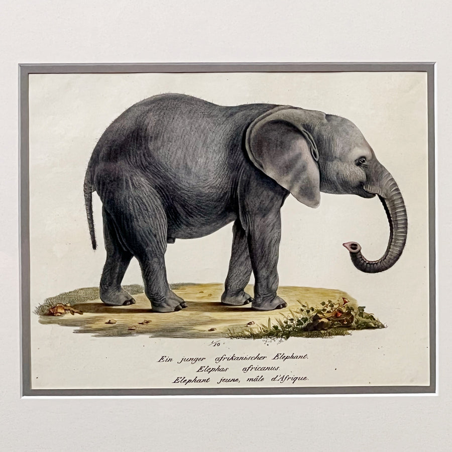 C. 1800s Animal Illustrations Framed 7