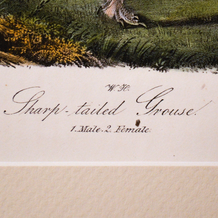 Audubon Birds of America (First Edition Octavo) Game Birds