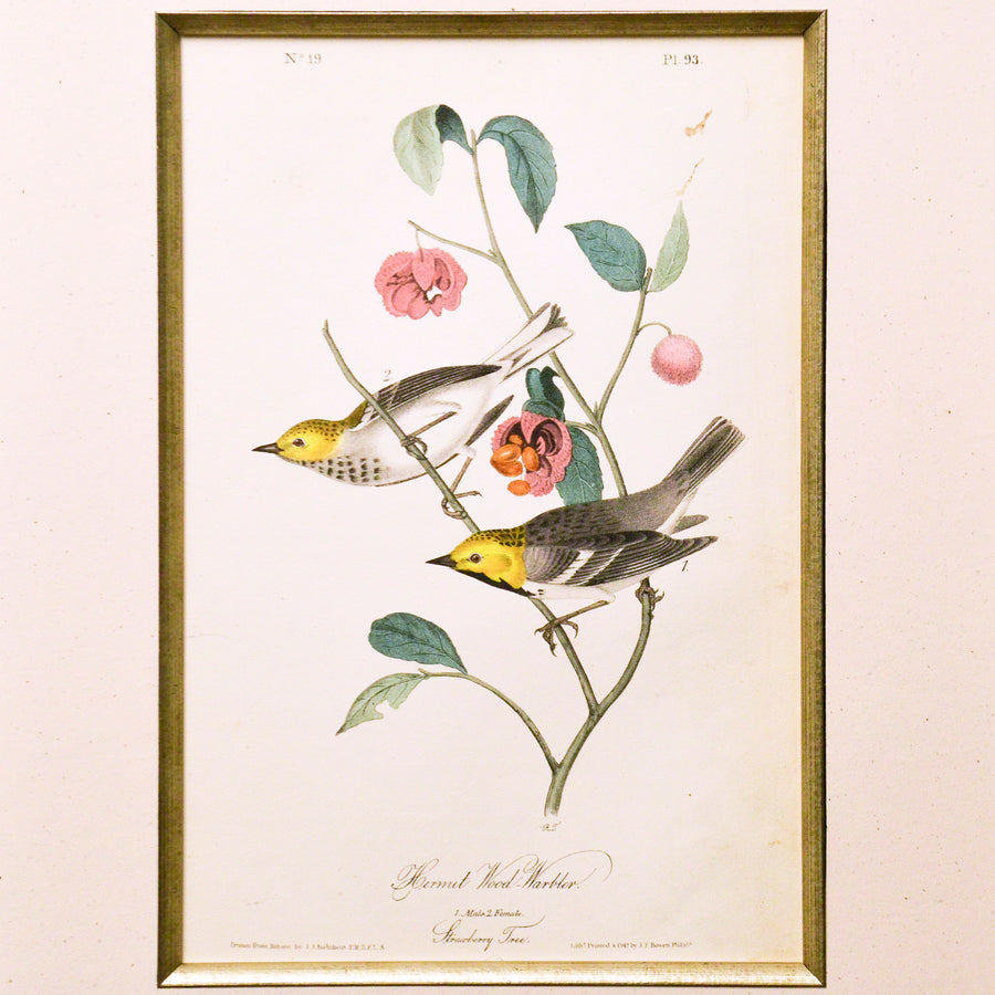Audubon Birds of America 93 Hermit Wood-Warbler