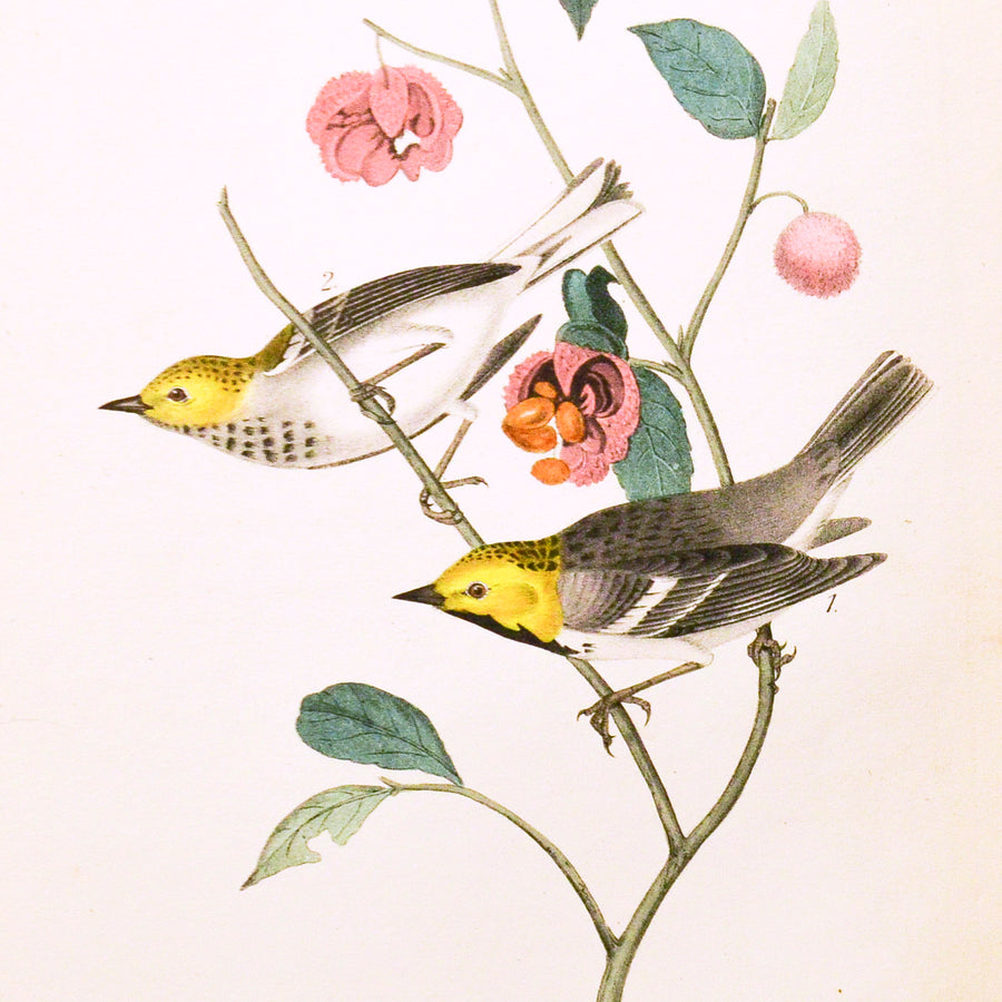 Audubon Birds of America 93 Hermit Wood-Warbler