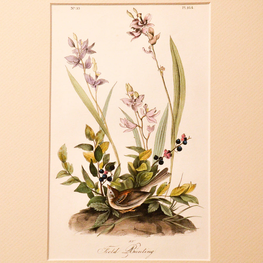 Audubon Birds of America (First Edition Octavo) Songbirds