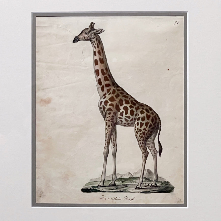 C. 1800s Animal Illustrations Framed 9