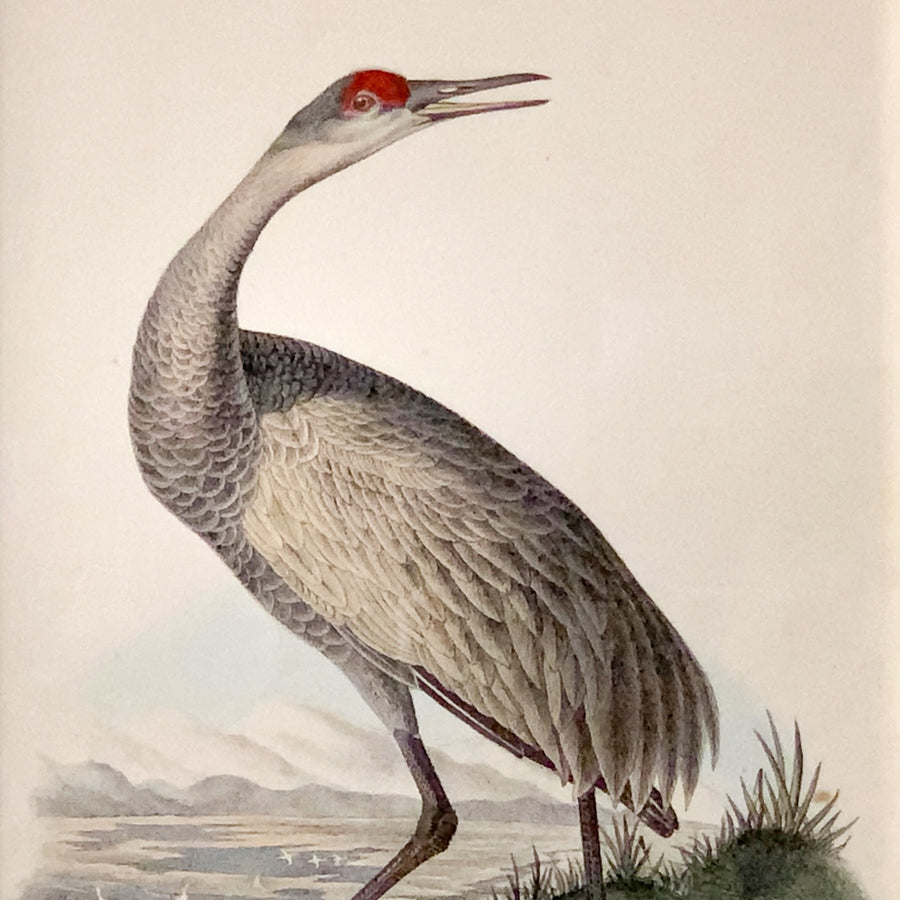 Audubon Birds of America 314 Whooping Crane