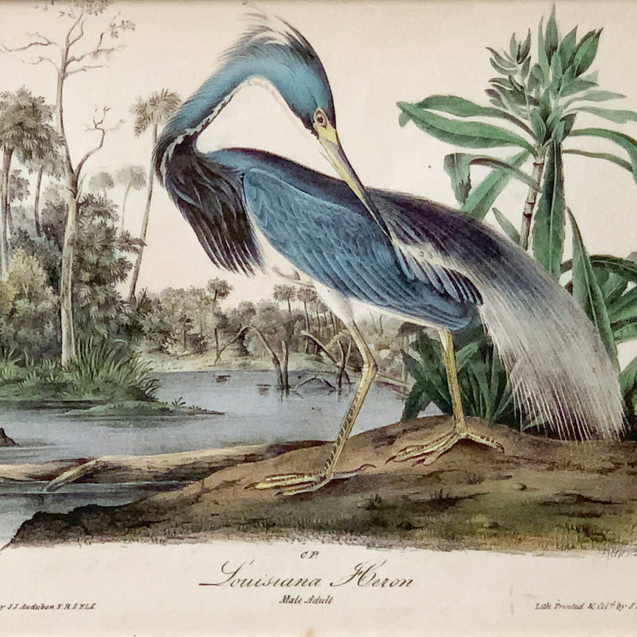 Audubon Birds of America 373 Louisiana Heron