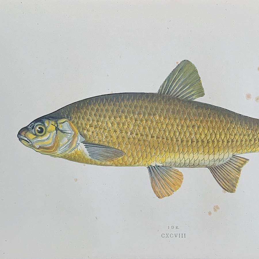 Couch Chromolithograph Fish Matted 10