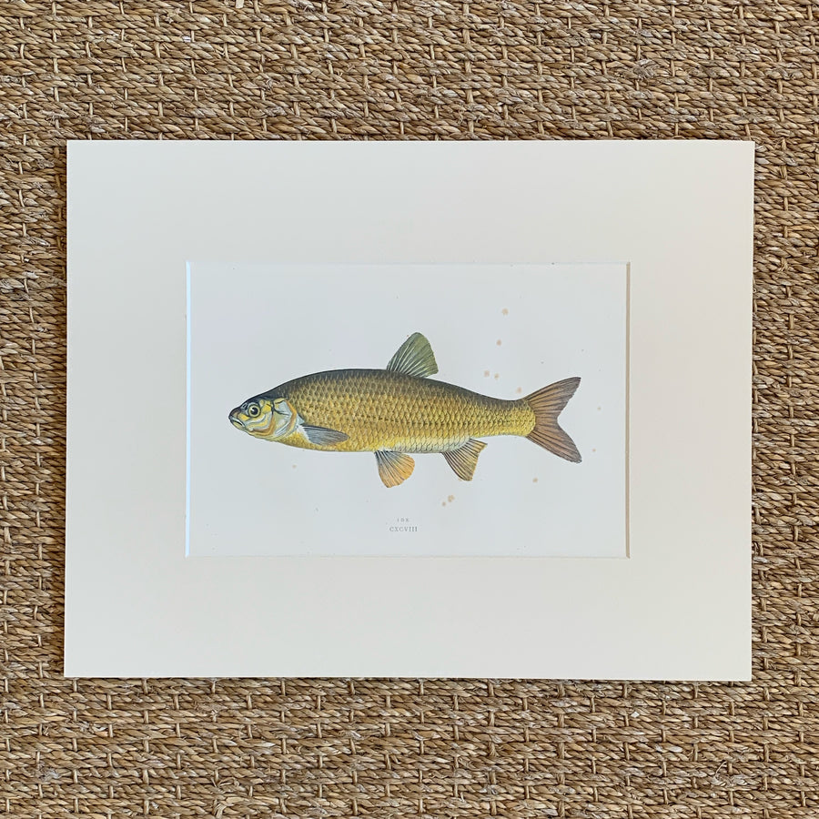 Couch Chromolithograph Fish Matted 10
