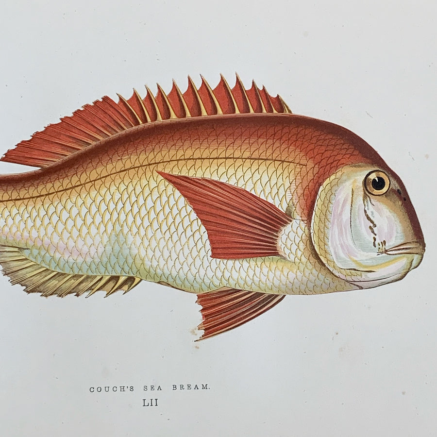 Couch Chromolithograph Fish Matted 12