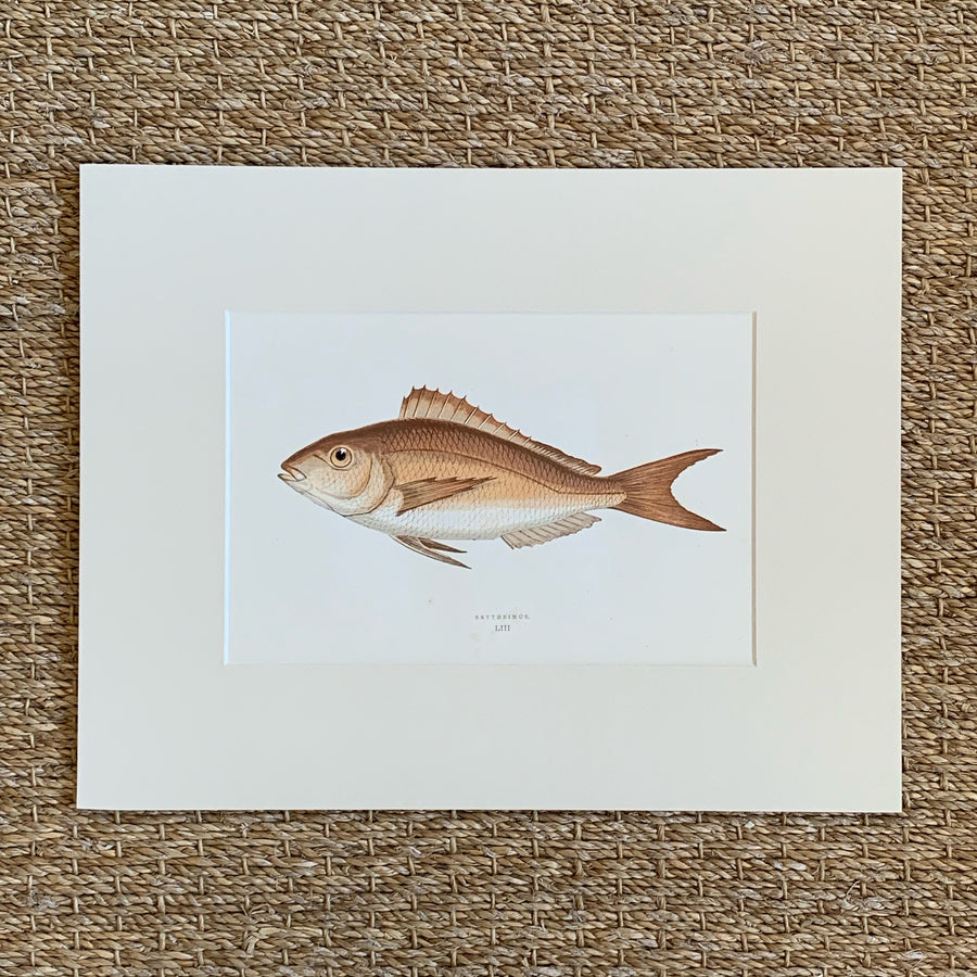 Couch Chromolithograph Fish Matted 14