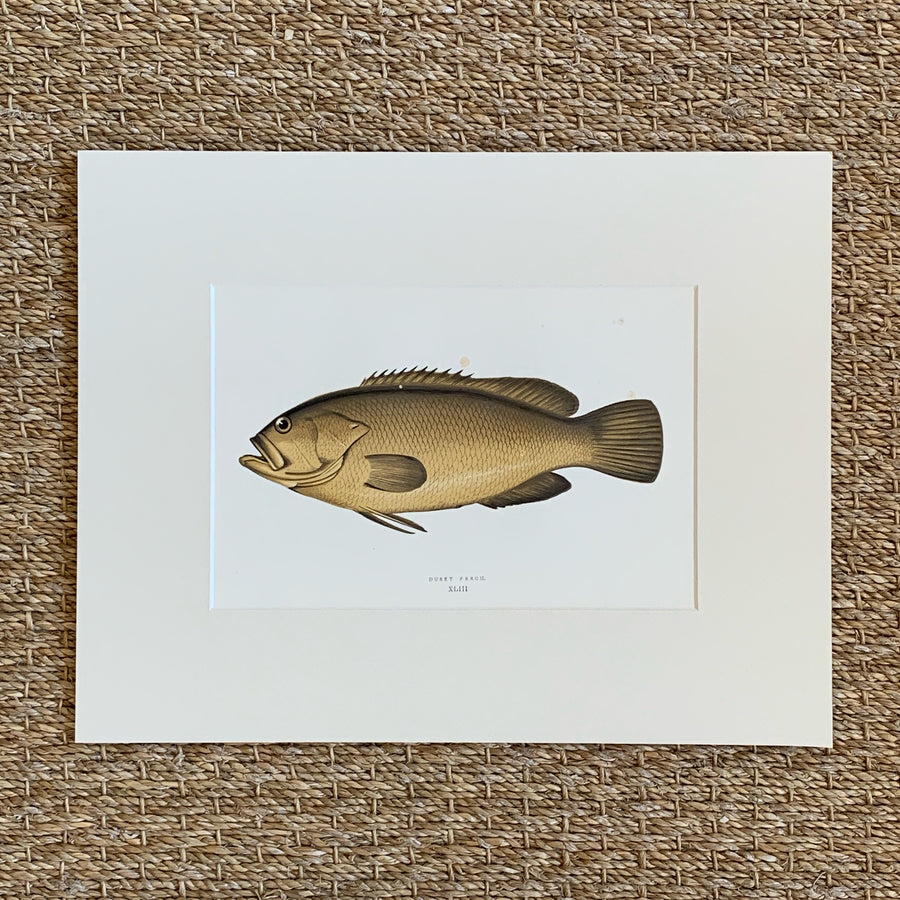 Couch Chromolithograph Fish Matted 15