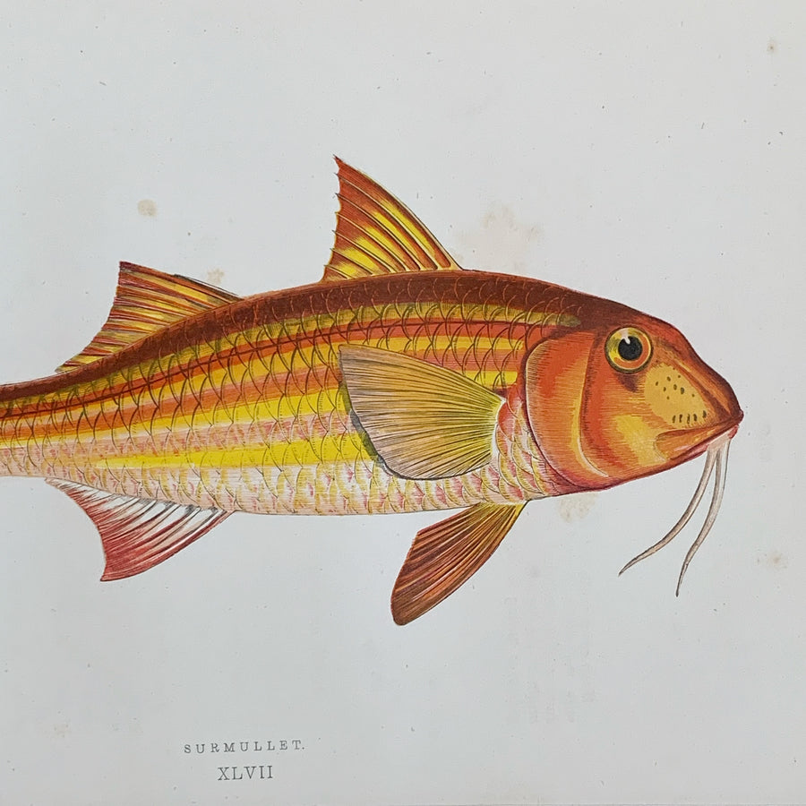 Couch Chromolithograph Fish Matted 17