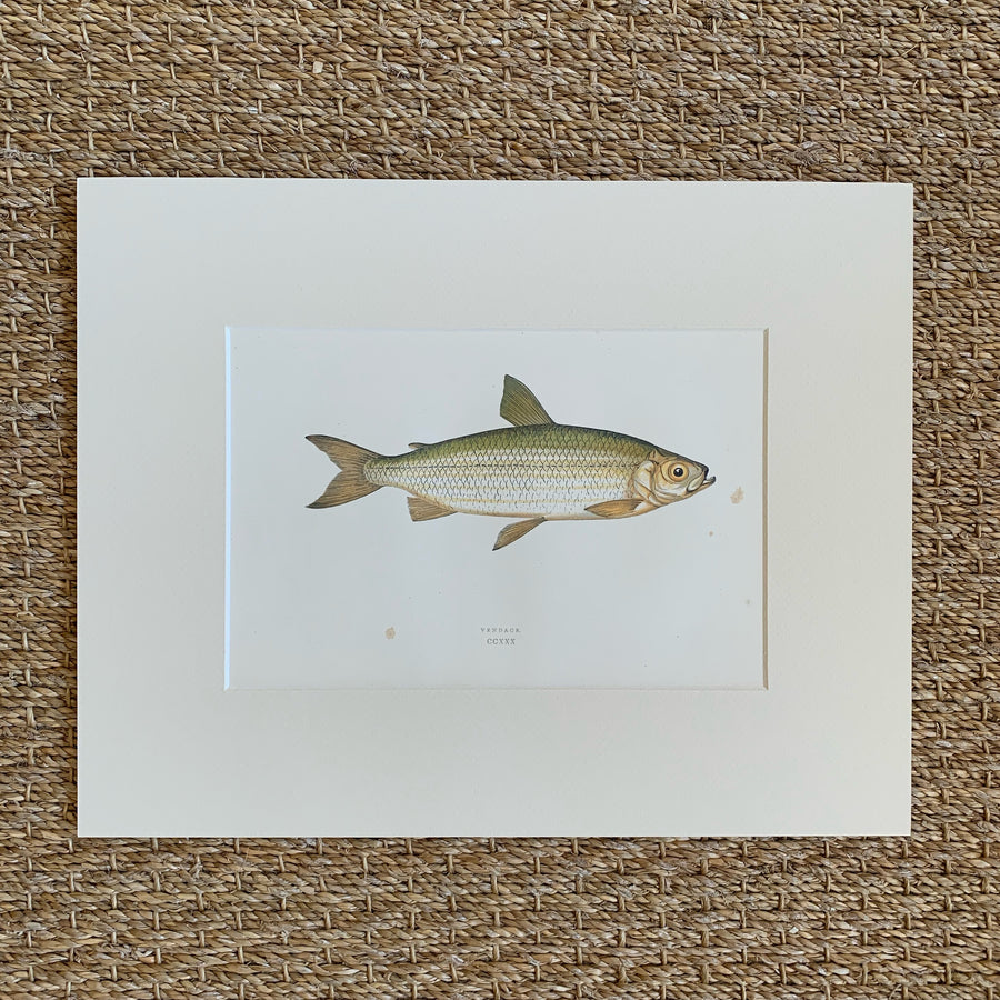 Couch Chromolithograph Fish Matted 18
